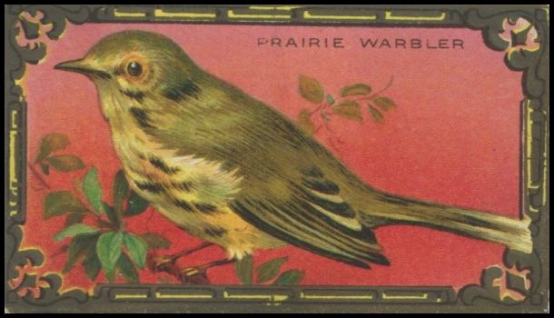 15 Prairie Warbler